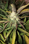 Gorilla Glue Auto Feminized Seeds - BULK