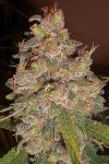 Northern Lights Feminised Seeds - Bulk x 100