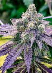 Sundae Driver Feminized Seeds - BULK x 100