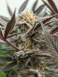 Peanut Butter Breath Auto Feminized Seeds - BULK x 100