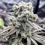 Runtz FAST Feminized Seeds - BULK