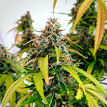 Strawberry Cough Feminizowany Nasiona - Bulk x 100