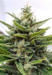 GMO Cookies Auto Feminized Seeds - BULK x 100
