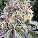 Cherry Pie Auto Feminized Seeds - BULK