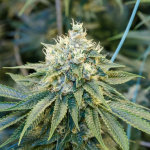 Gary Payton Feminized Seeds - BULK x 100