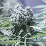 Critical 2.0 Feminized Seeds - BULK x 100