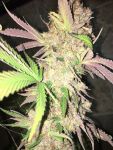 Obama Kush Auto Feminized Seeds - BULK x 100