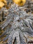 Oreoz Feminised Seeds - BULK x 100