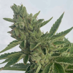 Pineapple Auto Feminized Seeds - BULK x 100