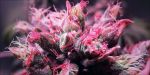 Pink Runtz Auto Feminized Seeds - BULK x 100