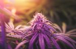 Pink Runtz Feminized Seeds - BULK x 100