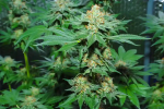 Super Lemon Haze Feminized Seeds - BULK x 100