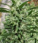 Super Silver Haze Feminized Seeds - BULK x 100