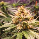 Trainwreck Auto Feminized Seeds - BULK x 100