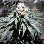 Skywalker Auto Feminized Seeds - BULK x 100