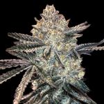 Zookies Feminized Seeds - BULK x 100