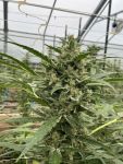 Seedsman Lilac Cookies Auto strain