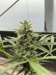 Seedsman Lilac Cookies Auto strain