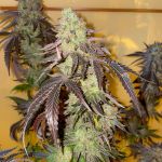 Kingston Punch Feminised strain by Dutch Passion