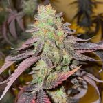Kingston Punch Feminised strain by Dutch Passion