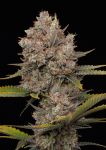 Hella Jelly Auto strain by Humboldt Seed Co.