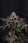 Z42 Feminised strain by Fast Buds