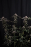 Z42 Feminised strain by Fast Buds