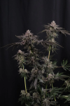 Z42 Feminised strain by Fast Buds