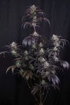 Strawberry Gorilla RF3 Auto by Fast buds