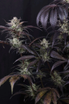 Strawberry Gorilla RF3 Auto by Fast buds