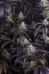 Strawberry Gorilla RF3 Auto by Fast buds