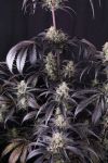Strawberry Gorilla RF3 Auto by Fast buds