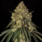 B-52 Feminised strain from Silent Seeds