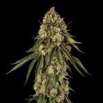 B-52 Feminised strain from Silent Seeds