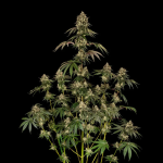 B-52 Feminised strain from Silent Seeds