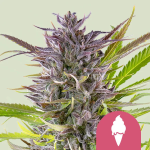 Green Gelato Feminised Seeds