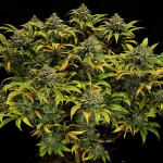 Green Gelato Feminised Seeds