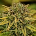 Green Gelato Feminised Seeds
