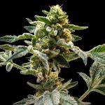 Sherbanger Feminised strain from Seedsman