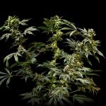 Sherbanger Feminised strain from Seedsman