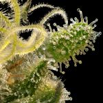 Sherbanger Feminised strain from Seedsman