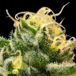 Sherbanger Feminised strain from Seedsman