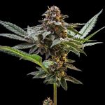 Jelly Cake Feminised strain from Seedsman