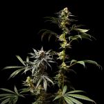 Jelly Cake Feminised strain from Seedsman