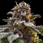 Jelly Cake Feminised strain from Seedsman