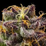Jelly Cake Feminised strain from Seedsman