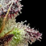 Jelly Cake Feminised strain from Seedsman