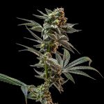 Gush Mintz Feminised strain from Seedsman