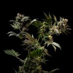 Gush Mintz Feminised strain from Seedsman