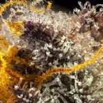 Gush Mintz Feminised strain from Seedsman